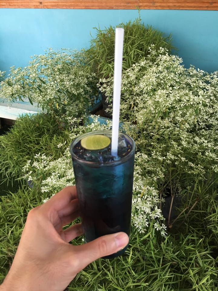 Blue drink made by butterfly flower 蝴蝶花做的藍色飲料
