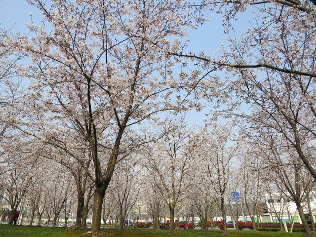 Shanghai-Cherry-blossoms-2017-1