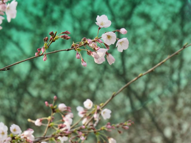 Shanghai-Cherry-blossoms-2017-10