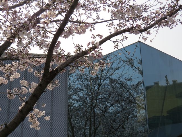 Shanghai-Cherry-blossoms-2017-12