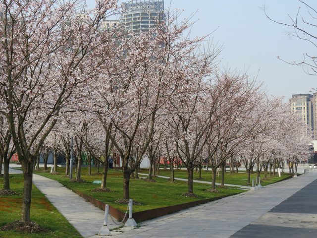 Shanghai-Cherry-blossoms-2017-4