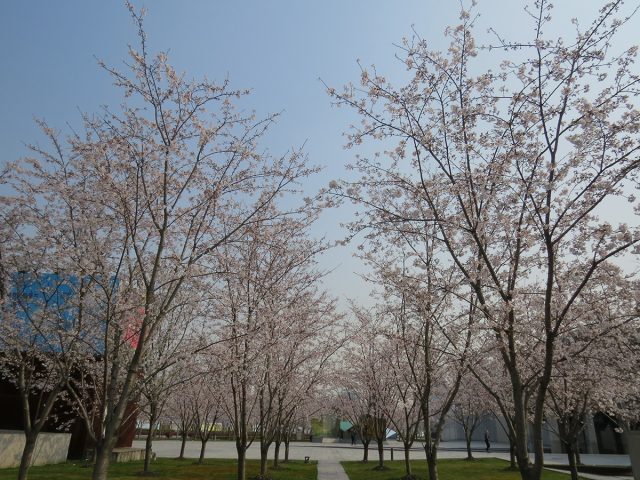 Shanghai-Cherry-blossoms-2017-6