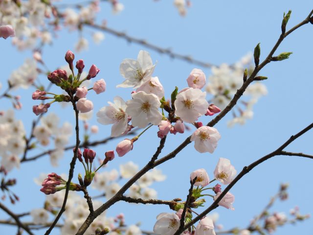 Shanghai-Cherry-blossoms-2017-7