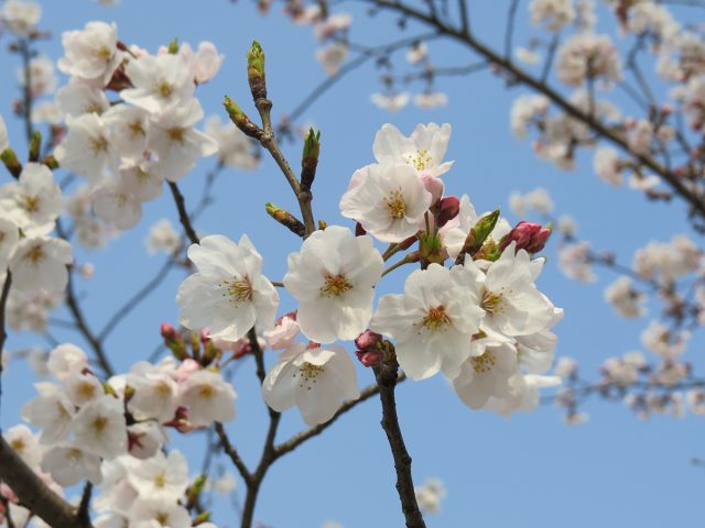 Shanghai-Cherry-blossoms-2017-8
