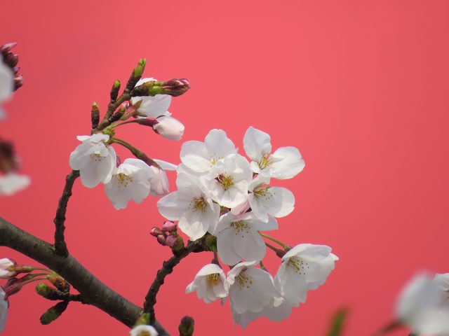 Shanghai-Cherry-blossoms-2017-9