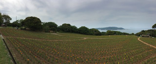 nokonoshima-island-park-(33)